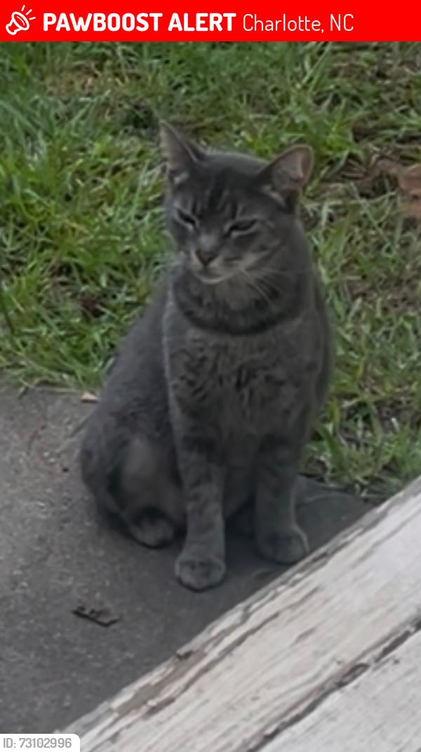 Lost Female Cat last seen Rio Grande Lane, Charlotte, NC 28215