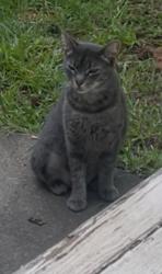 Lost Female Cat last seen Rio Grande Lane, Charlotte, NC 28215