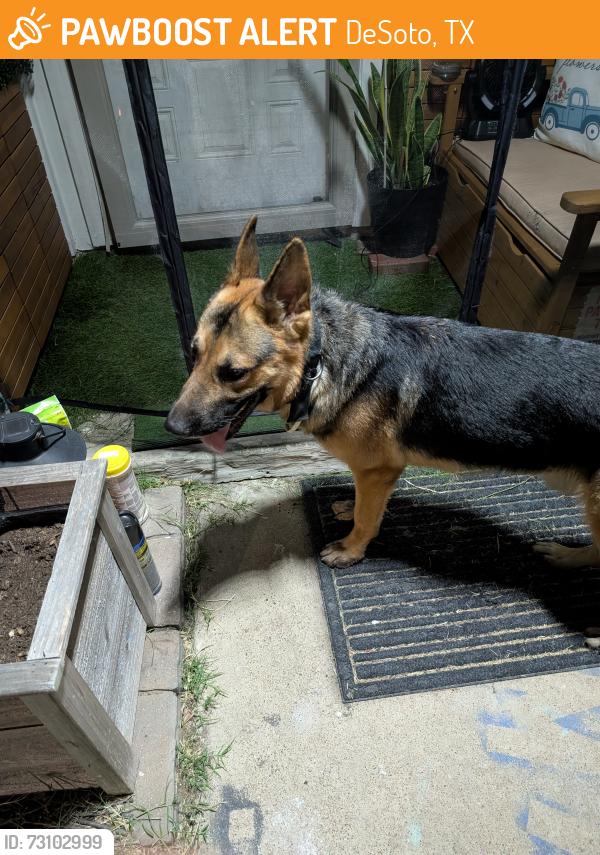 Found/Stray Male Dog last seen Beltline rd, DeSoto, TX 75115