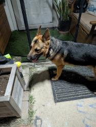 Found/Stray Male Dog last seen Beltline rd, DeSoto, TX 75115