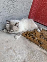 Reunited Female Cat last seen Near e speedway Pantano apmts building 12, Tucson, AZ 85710