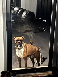 Lost Male Dog last seen S Main st. and Forest rd., Doña Ana County, NM 88047