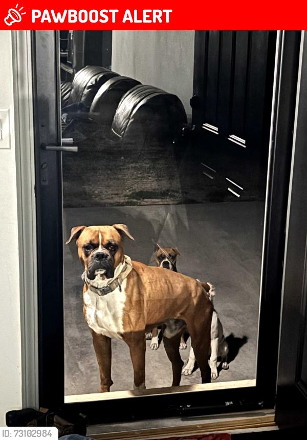 Lost Male Dog last seen S Main st. and Forest rd., Doña Ana County, NM 88047