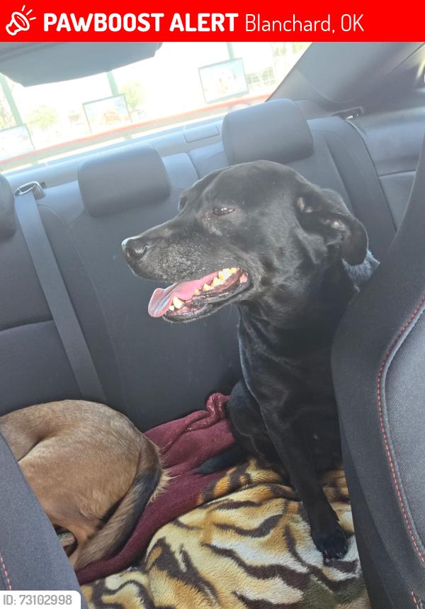 Lost Female Dog last seen Coley Street Blanchard, OK, Blanchard, OK 73010