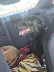 Lost Female Dog last seen Coley Street Blanchard, OK, Blanchard, OK 73010