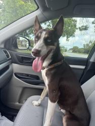 Found/Stray Female Dog last seen Embassy Dr. and Ridgewood Dr., Port Richey, FL 34653