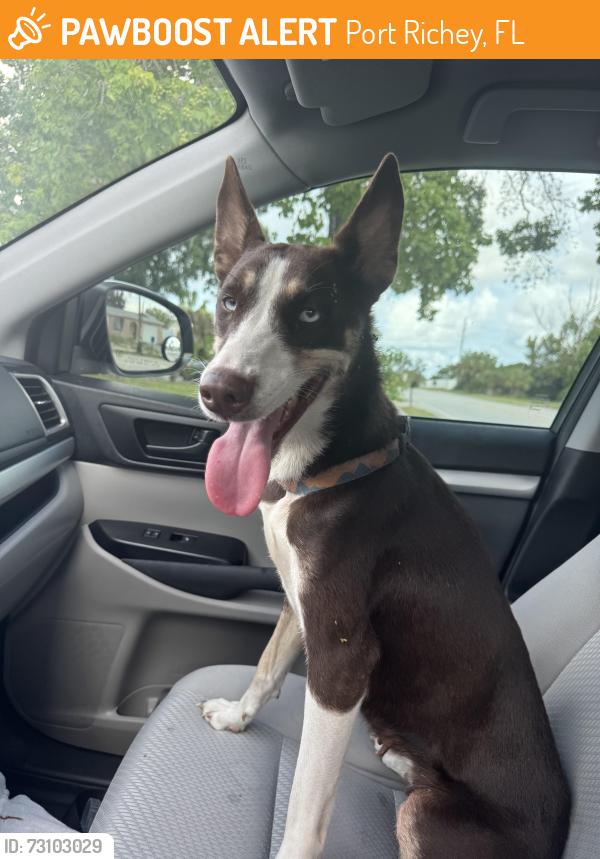 Found/Stray Female Dog last seen Embassy Dr. and Ridgewood Dr., Port Richey, FL 34653