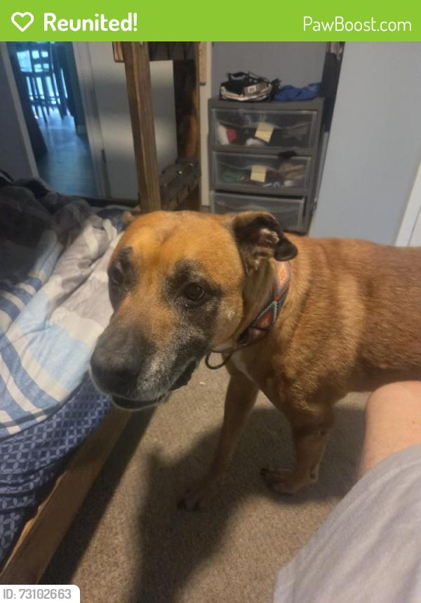Reunited Male Dog last seen Laural lake road, Bartonsville, PA 18321