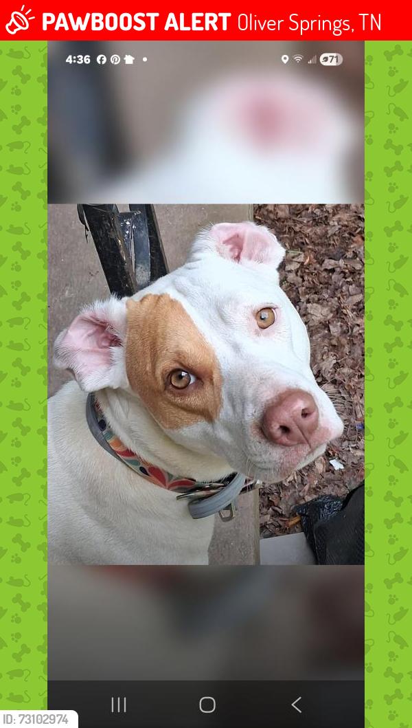 Lost Female Dog last seen Near orange lane Oliver springs Tennessee, Oliver Springs, TN 37840