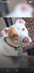 Lost Female Dog last seen Near orange lane Oliver springs Tennessee, Oliver Springs, TN 37840