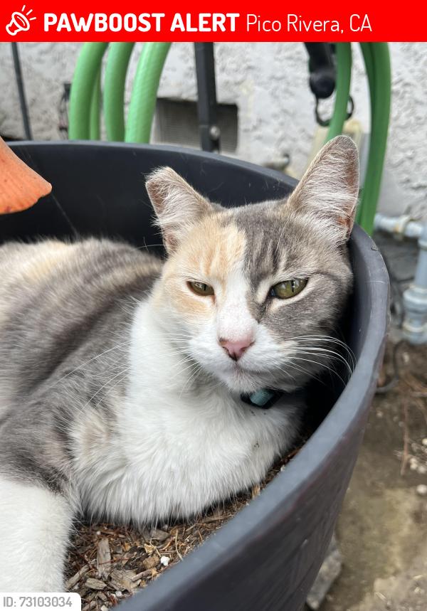 Lost Female Cat last seen Durfee and Beverly, Pico Rivera, CA 90660