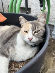 Lost Female Cat last seen Durfee and Beverly, Pico Rivera, CA 90660