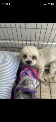 Reunited Male Dog last seen Sundance Park, Buckeye, AZ 85326