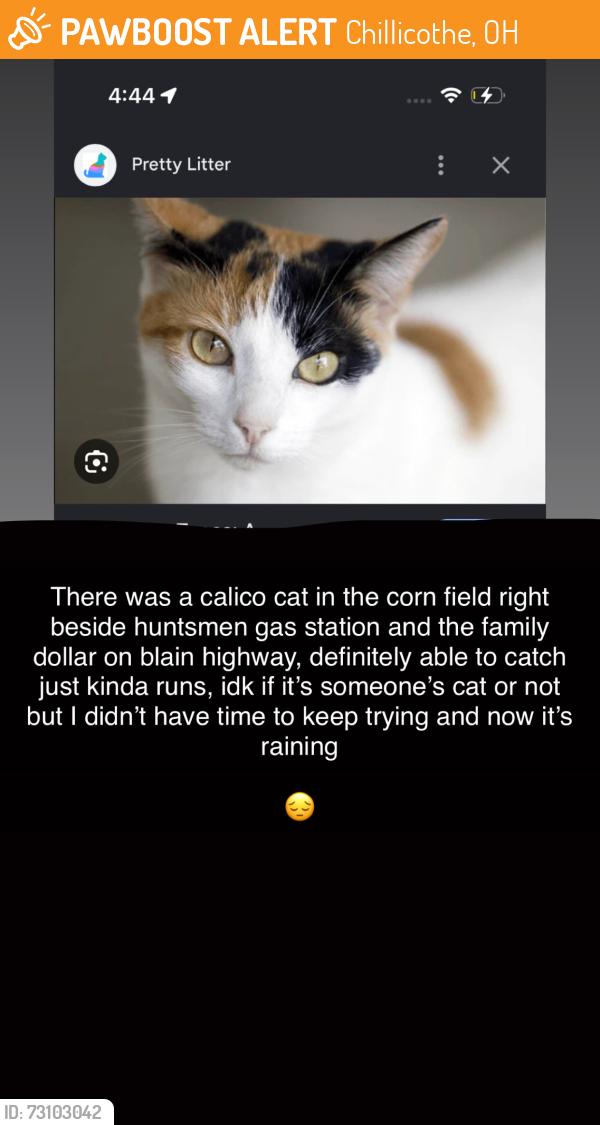 Found/Stray Female Cat last seen In the cornfield right by the family dollar, Chillicothe, OH 45601