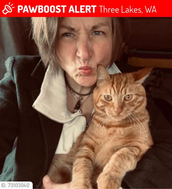 Lost Male Cat last seen Trombley rd & spada rd, Three Lakes, WA 98290