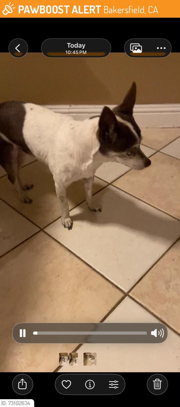 Found/Stray Male Dog last seen College and Oswell, Bakersfield, CA 93306