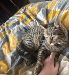 Lost Female Cat last seen Bentley walsall, Walsall, England 