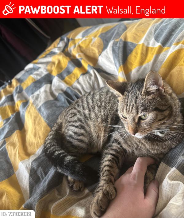 Lost Female Cat last seen Bentley walsall, Walsall, England 
