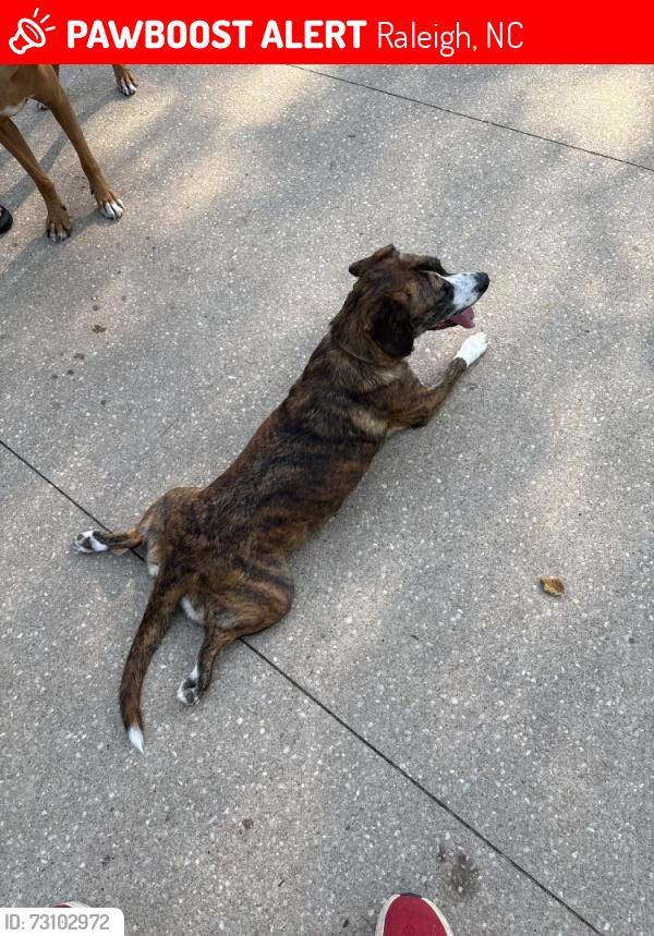 Lost Female Dog last seen Salem elementary, Raleigh, NC 27610