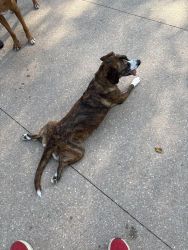Lost Female Dog last seen Salem elementary, Raleigh, NC 27610