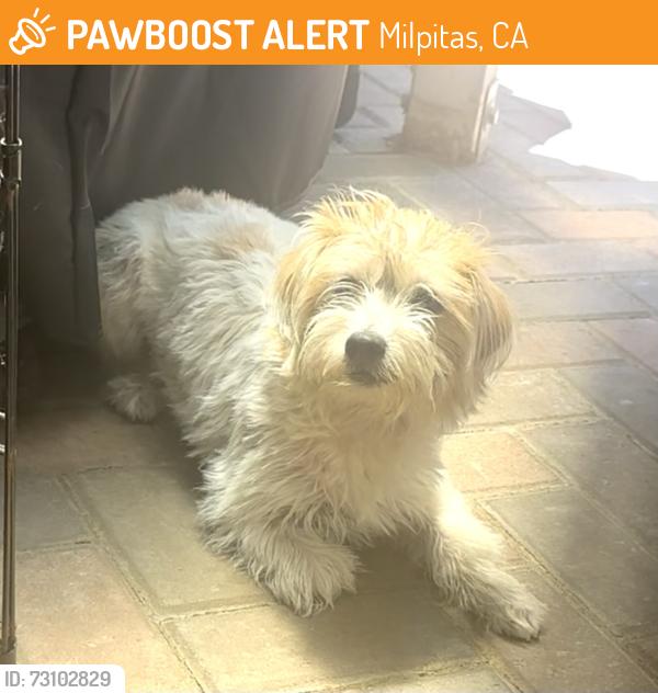Found/Stray Unknown Dog last seen Calaveras & Piedmont, Milpitas, CA 95035