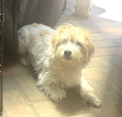Found/Stray Unknown Dog last seen Calaveras & Piedmont, Milpitas, CA 95035