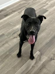 Found/Stray Male Dog last seen Highway 105, Montgomery County, TX 77356