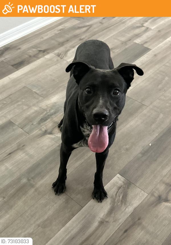 Found/Stray Male Dog last seen Highway 105, Montgomery County, TX 77356