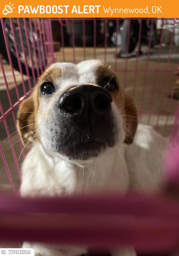 Found/Stray Female Dog last seen Near East County Road 1680, Wynnewood, OK 73098, Wynnewood, OK 73098