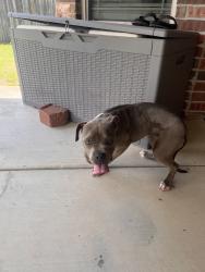 Reunited Female Dog last seen SW 164th St, Oklahoma City, OK 73170, USA, Oklahoma City, OK 73170