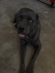 Found/Stray Female Dog last seen avenue 6, Lake Elsinore, CA 92530