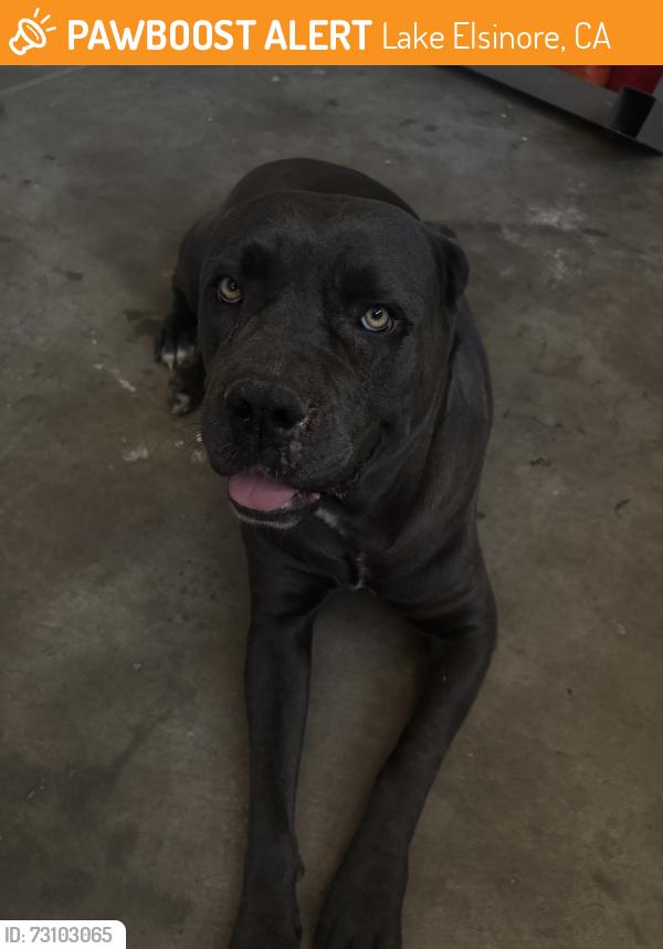 Found/Stray Female Dog last seen avenue 6, Lake Elsinore, CA 92530