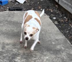 Reunited Female Dog last seen Golf Vista and Woodlake parkwsy, San Antonio, TX 78244