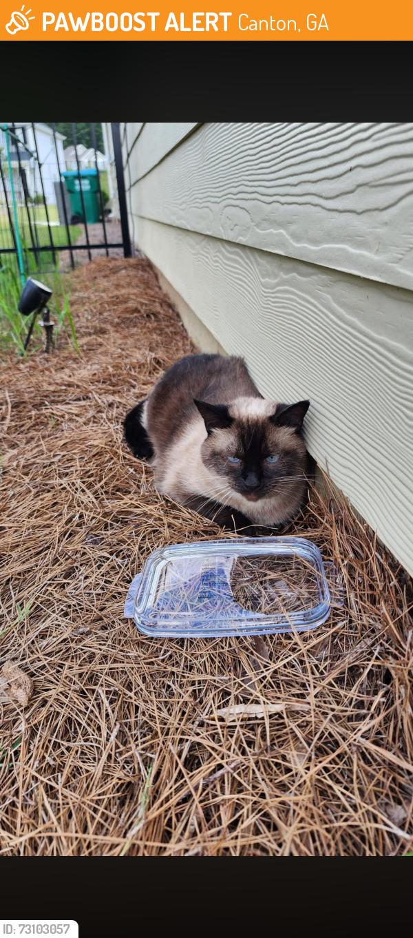 Found/Stray Unknown Cat last seen Rock Bridge Way, Canton, GA 30114