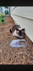 Found/Stray Unknown Cat last seen Rock Bridge Way, Canton, GA 30114
