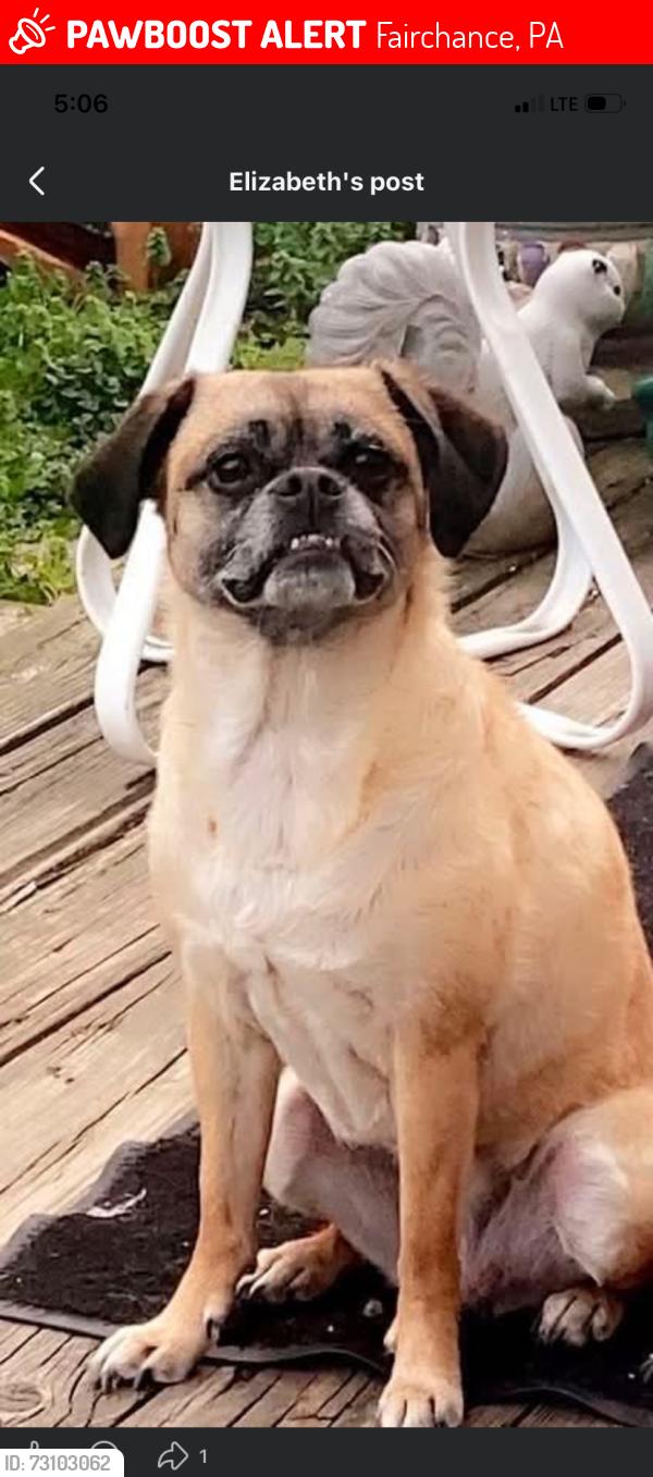 Lost Female Dog last seen Big 6 rd, Fairchance, PA 15436