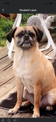 Lost Female Dog last seen Big 6 rd, Fairchance, PA 15436