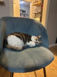 Lost Female Cat last seen Terry park, Billings, MT 59102