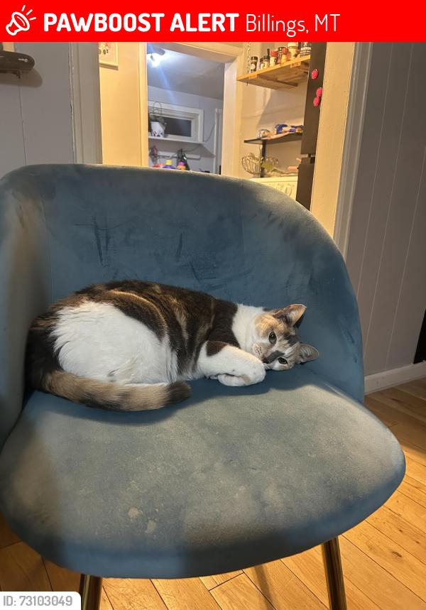 Lost Female Cat last seen Terry park, Billings, MT 59102