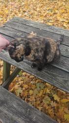 Lost Female Cat last seen boys and girls club, Kenosha, WI 53140