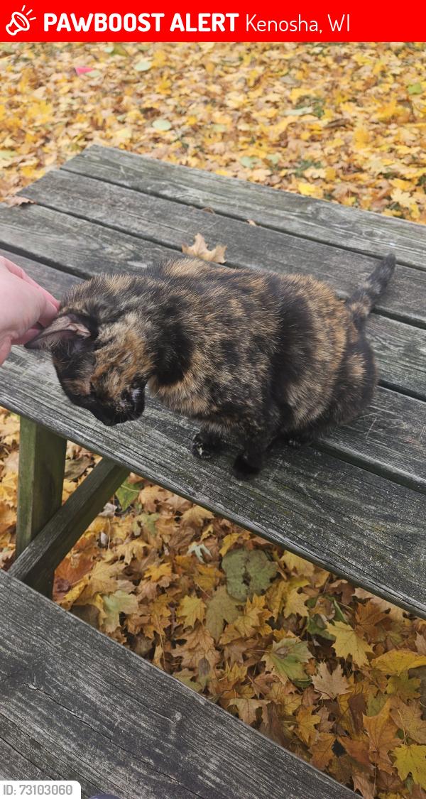 Lost Female Cat last seen boys and girls club, Kenosha, WI 53140