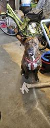 Reunited Male Dog last seen Carolina ave & Alabama ave, ormond Holly hill , Hilltop Haven, FL 32117