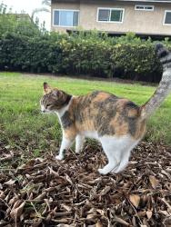 Lost Female Cat last seen Cesar Chavez Middle School, Oceanside, CA 92054