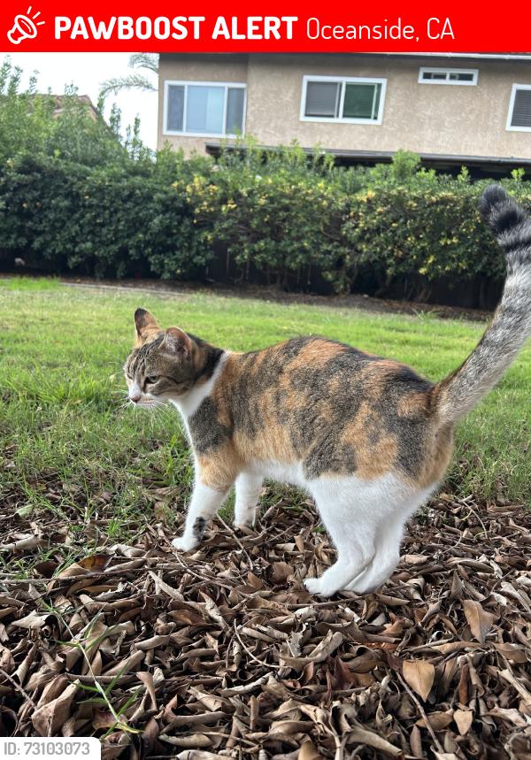 Lost Female Cat last seen Cesar Chavez Middle School, Oceanside, CA 92054