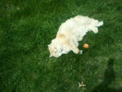 Lost Male Cat last seen Hwy. 33 and McElroy Rd., Pardeeville, WI 53954
