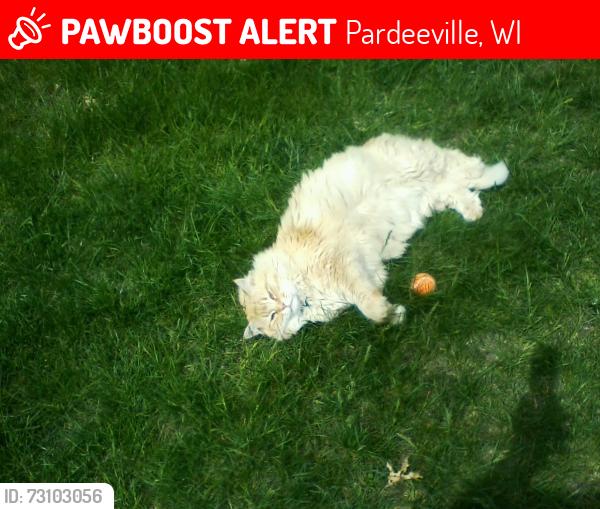 Lost Male Cat last seen Hwy. 33 and McElroy Rd., Pardeeville, WI 53954