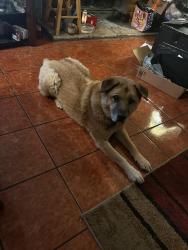 Reunited Male Dog last seen Near Pinon Springs Drive, Lancaster, CA 93535