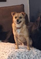 Reunited Male Dog last seen US-77, Lacy Lakeview, TX, USA, Lacy Lakeview, TX 76705