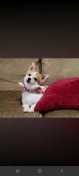 Lost Female Dog last seen 9th and 10th st, Allentown, PA 18102