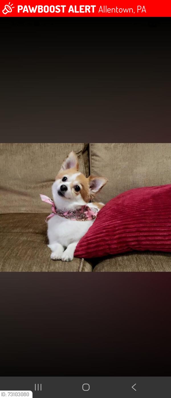 Lost Female Dog last seen 9th and 10th st, Allentown, PA 18102